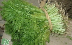 茴香菜是酸性還是堿性？什么人不能吃茴香菜