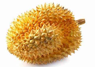 金枕頭和貓山王哪個(gè)好？金枕頭和貓山王的區(qū)別
