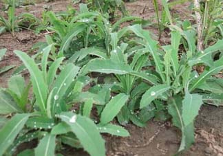 苦菜多少錢一斤？苦菜多少錢一斤2017？