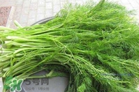 茴香菜是酸性還是堿性？什么人不能吃茴香菜