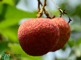 掛綠荔枝為什么那么貴？為什么掛綠荔枝這么貴？