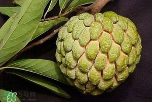 釋迦果怎樣催熟？釋迦果怎么判斷熟沒熟？