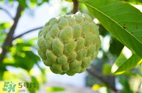 釋迦果怎么保存？釋迦怎么保存時(shí)間長(zhǎng)？