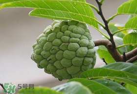 釋迦果怎么保存？釋迦怎么保存時(shí)間長(zhǎng)？