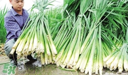 茭白什么時候上市？茭白什么季節(jié)有