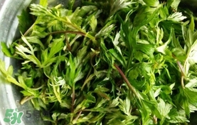 艾葉是什么植物？艾葉和艾草是一回事嗎？