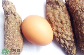 肉蓯蓉怎么吃壯陽？哪些人不能吃肉蓯蓉