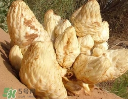 肉叢蓉怎么吃補腎？肉蓯蓉的食用方法