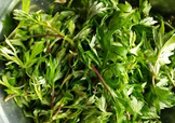 艾葉是什么植物？艾葉和艾草是一回事嗎？