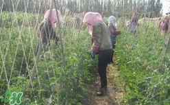 黑番茄怎么種植？黑番茄種植技術(shù)