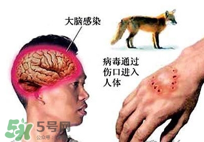狂犬病是通過(guò)什么傳播的？狂犬病傳播途徑有哪些
