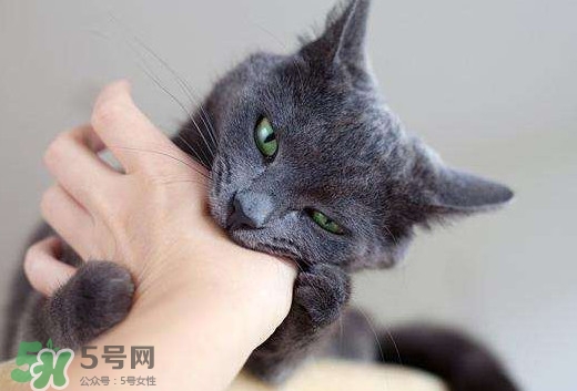 被貓抓傷會(huì)得狂犬病嗎？被貓咬了會(huì)得狂犬病嗎