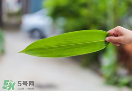 粽葉有幾種？粽葉哪種好？