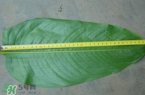 粽子葉要泡多久？粽子葉怎么泡？