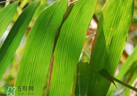 粽子葉要泡多久？粽子葉怎么泡？