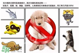 狂犬病是通過(guò)什么傳播的？狂犬病傳播途徑有哪些