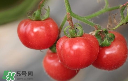 西紅柿能和蝦一起吃嗎？西紅柿可以和蝦一起吃嗎