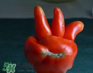 西紅柿不能和什么一起吃？西紅柿與哪些食物相克