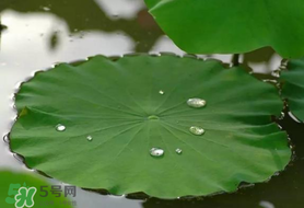 粽葉可以用什么代替？粽子葉可以用什么代替？