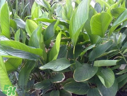 粽子葉能冷凍嗎？粽子葉放冰箱冷藏還是冷凍？