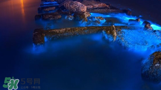浙江多地驚現(xiàn)藍(lán)眼淚現(xiàn)象 藍(lán)眼淚是什么？