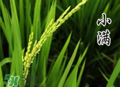 節(jié)氣小滿大滿是什么意思？24節(jié)氣為什么沒有大滿
