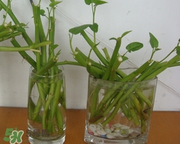 空心菜可以水養(yǎng)嗎？空心菜可以種在水里嗎