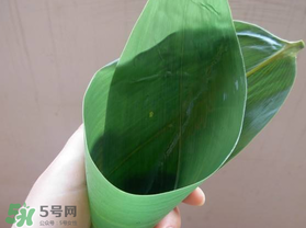 粽葉是什么植物的葉子？粽子葉是什么葉子？