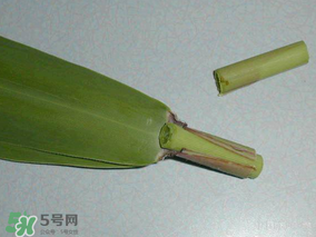 粽葉是蘆葦葉嗎？粽葉和蘆葦葉的區(qū)別