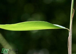 箬葉和粽葉有什么區(qū)別？箬葉是粽葉嗎？