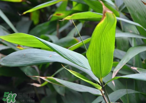 箬葉和粽葉有什么區(qū)別？箬葉是粽葉嗎？