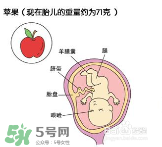 懷孕四個(gè)月需要做什么檢查？懷孕四個(gè)月胎兒圖