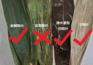 粽葉怎么曬干？粽葉怎么曬干不卷？
