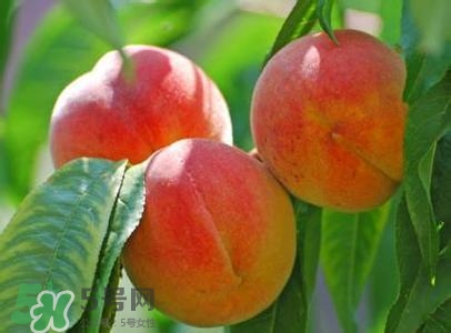孕婦能吃桃子嗎？孕婦吃桃子對胎兒好嗎？