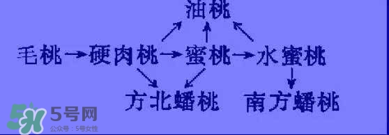 沒有毛的桃子叫什么？桃子毛為什么會(huì)癢？