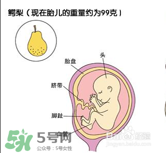 懷孕四個(gè)月需要做什么檢查？懷孕四個(gè)月胎兒圖
