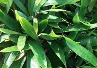 粽葉是什么植物的葉子？粽子葉是什么葉子？