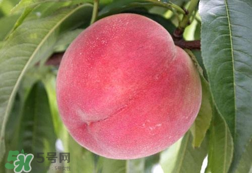 桃子的種類有哪些？哪種桃子最好吃？