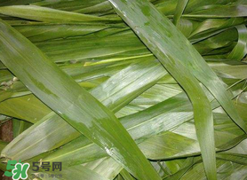 蘆葦葉包粽子之前要煮嗎？蘆葦葉煮多久？