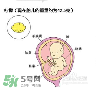 懷孕四個(gè)月需要做什么檢查？懷孕四個(gè)月胎兒圖