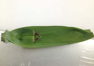 蘆葦葉怎么保存？蘆葦葉可以放冰箱嗎？