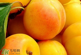 黃桃是杏子嗎？黃桃和杏子的區(qū)別