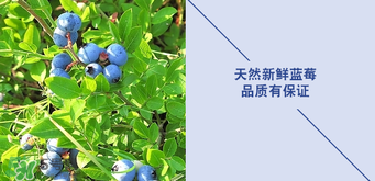 悠蜜藍莓利口酒保質期是多久？悠蜜藍莓利口酒保質期是幾年？