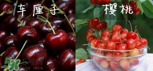 櫻桃和車?yán)遄佑惺裁磪^(qū)別？櫻桃和車?yán)遄幽膫€貴？