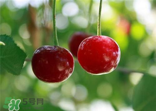哺乳期能吃櫻桃嗎？哺乳期吃櫻桃寶寶會(huì)上火嗎？
