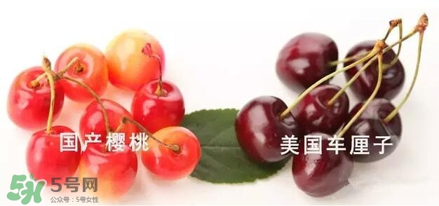 櫻桃和車?yán)遄佑惺裁磪^(qū)別？櫻桃和車?yán)遄幽膫€貴？