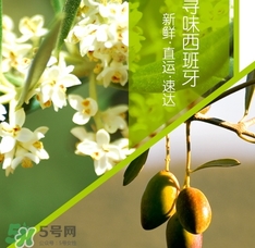橄欖油可以去黑頭嗎？橄欖油怎么去黑頭？