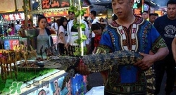 鱷魚肉價(jià)格多少錢一斤？吃鱷魚犯法嗎？