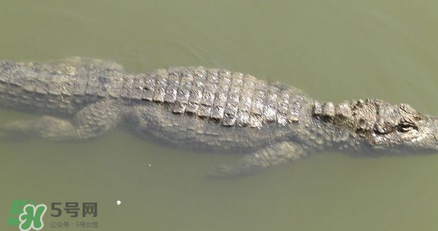 鱷魚是魚嗎？鱷魚是浮在水面上嗎？