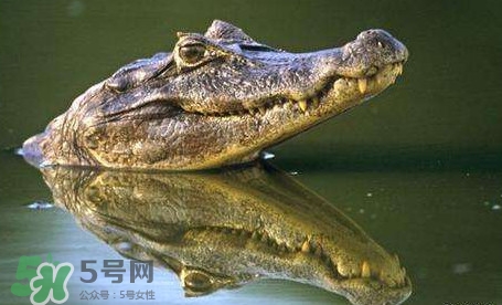 鱷魚是魚嗎？鱷魚是浮在水面上嗎？